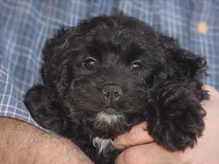 A Black-coloured
 Male  Cockapoo