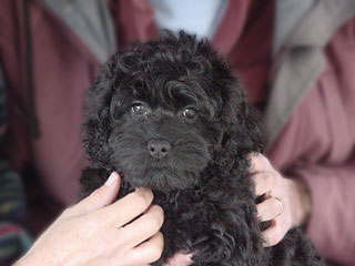 A Black-coloured
 Male  Cockapoo