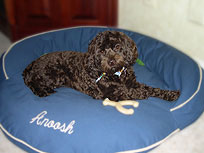     "Anoosh"... a
Chocolate-coloured
 Female  Cockapoo