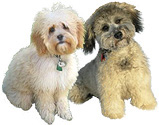 Willow and Schnoodle