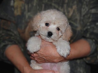   A Buff-coloured
Female  Cockapoo