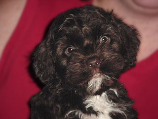 A Chocolate-coloured
   Female  Cockapoo