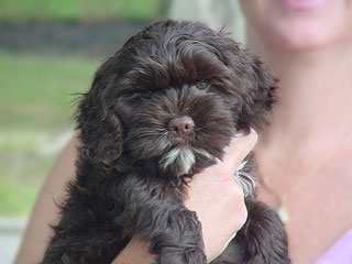 A Chocolate-coloured
   Female  Cockapoo