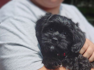  A Black-coloured
Female  Cockapoo