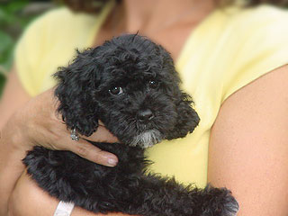  A Black-coloured
Female  Cockapoo