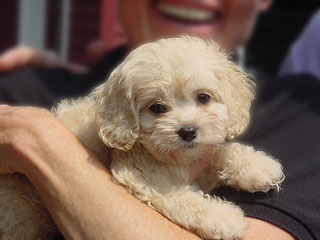   A Buff-coloured
Female  Cockapoo