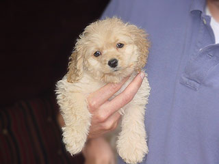A Buff-coloured
Male  Cockapoo