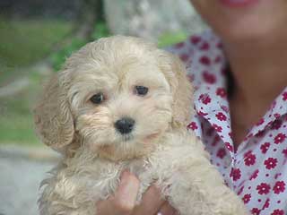 A Buff-coloured
Male  Cockapoo