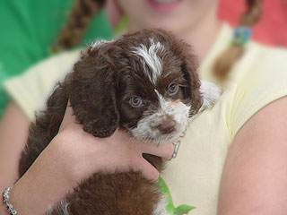 A Chocolate & White Parti-coloured
               Male  Cockapoo