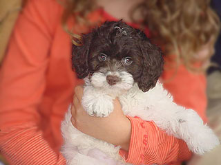 A Chocolate & White Parti-coloured
               Male  Cockapoo