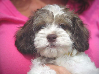 A Sable & White Parti-coloured
           Female  Cockapoo