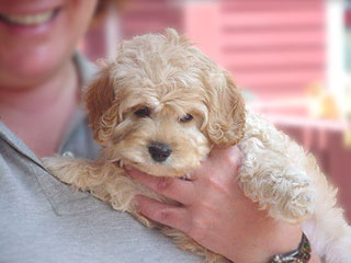   A Buff-coloured
Female  Cockapoo