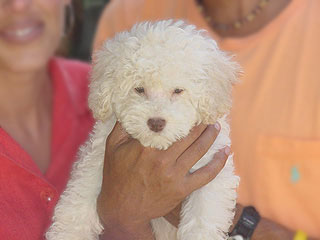A Buff-coloured
Male  Cockapoo