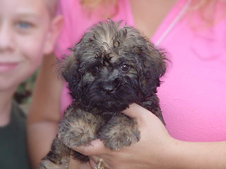 A Sable-coloured
 Male  Cockapoo