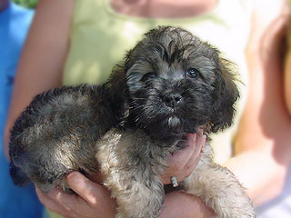 A Sable-coloured
 Male  Cockapoo