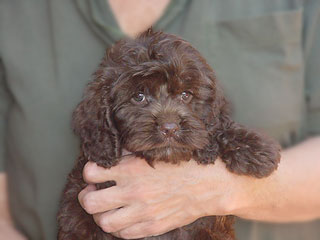 A Chocolate-coloured
     Male  Cockapoo