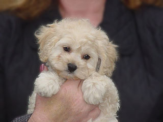   A Buff-coloured
Female  Cockapoo