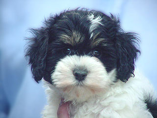 A Tri Parti-coloured
   Male  Cockapoo