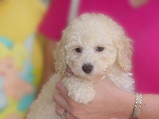 A Buff-coloured
Male  Cockapoo