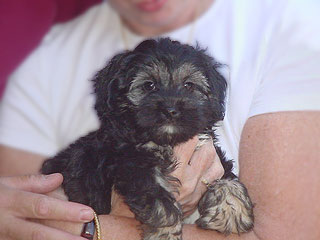 A Black & Cream-coloured
         Male  Cockapoo