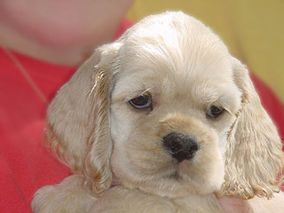    A Buff-coloured Male
American Cocker Spaniel