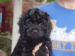 A Black & Silver-coloured
        Male  Cockapoo
