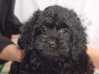A Black-coloured
 Male  Cockapoo