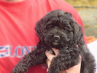  A Black-coloured
Female  Cockapoo