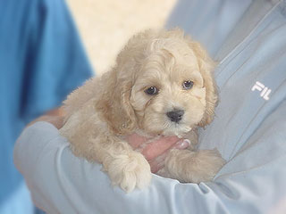 A Buff-coloured
Male  Cockapoo