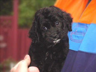 A Black-coloured
 Male  Cockapoo