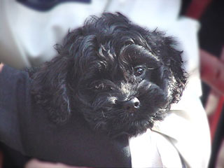  A Black-coloured
Female  Cockapoo