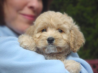A Buff-coloured
Male  Cockapoo