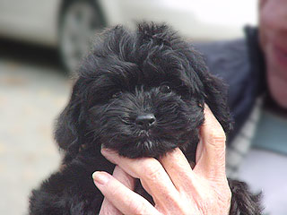  A Black-coloured
Female  Cockapoo