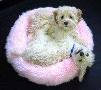"Roxie" (on top)... a
Buff-coloured
Female Cockapoo