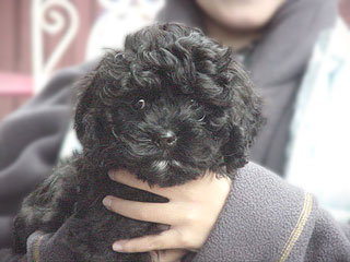  A Black-coloured
Female  Cockapoo
