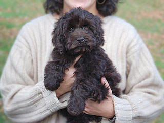A Chocolate-coloured
     Male  Cockapoo