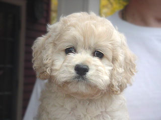 A Buff-coloured
Male  Cockapoo
