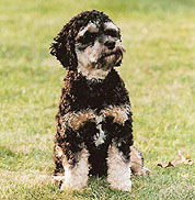         "Toby"... a
Black & Tan-coloured
     Male  Cockapoo