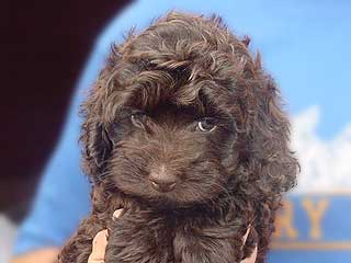 A Chocolate-coloured
   Female  Cockapoo