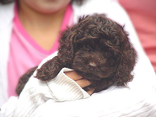 A Chocolate-coloured
   Female  Cockapoo