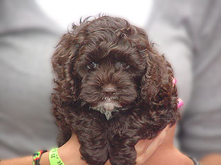 A Chocolate-coloured
   Female  Cockapoo