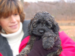 A Sable-coloured
 Male  Cockapoo