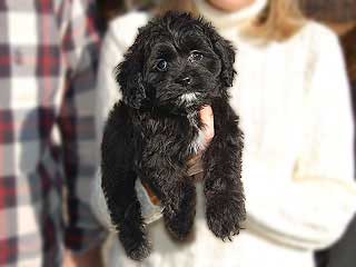  A Black-coloured
Female  Cockapoo