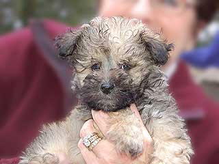 A Cream-coloured
  Male  Schnoodle