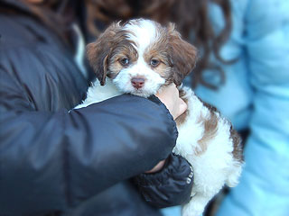 A Sable & White Parti-coloured
          Female  Cockapoo