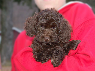 A Chocolate-coloured
   Female  Cockapoo