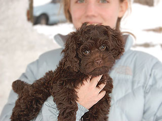 A Chocolate-coloured
   Female  Cockapoo