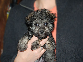  A Silver-coloured
Female  Schnoodle