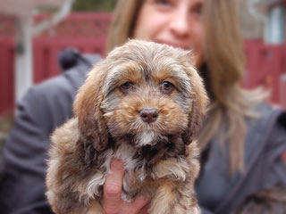  A Sable-coloured
Female  Cockapoo