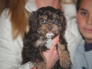 A Chocolate & Tan-coloured
        Female  Cockapoo